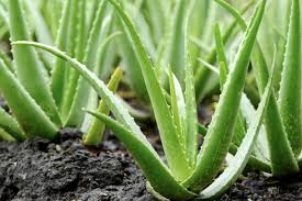 Acheter des photos aloe vera sunlight. Give The Plant Adequate Sunlight How To Plant Aloe Vera Facebook
