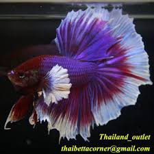 Rare Live Betta Halfmoon Fish Hm Dumbo Ears Male M Size Fancy Ship From Thai 06 Dumbo Ears Betta Betta Fish