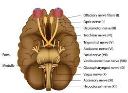 Maybe you would like to learn more about one of these? Cranial Nerves The Definitive Guide Biology Dictionary