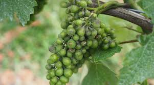 Backgroundpowdery mildew, caused by the obligate biotrophic fungus erysiphe necator, is an economically important disease of grapevines worldwide. Wine Science Powdery Mildew The Wine World S Biggest Problem Wineanorak Com