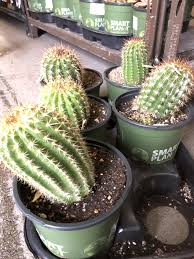 Maybe you would like to learn more about one of these? Ferns Grasses Bamboo Live Cactus Plant Trichocereus Grandiflorus Hybrid Torch Cactus 7 Stems Plants