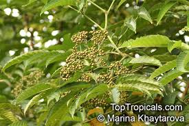 Image result for Leea