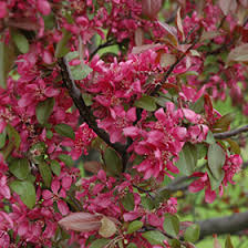 We did not find results for: Profusion Flowering Crab Malus Profusion In St Thomas Port Stanley London Woodstock Aylmer Ontario On At Canadale Nurseries