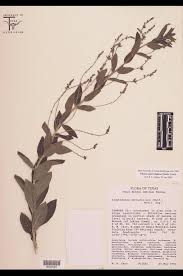 Image result for Acalypha psilostachya