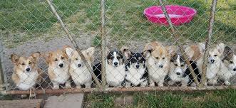 You will find a well breed, healthy, happy corgi at heulyn corgis! Crown Corgi S
