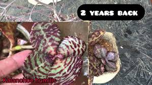 Image result for Kalanchoe humilis