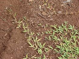 Image result for Paspalum conjugatum