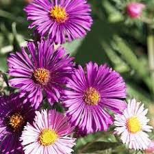 These simple flowers are widely used in fall planters because they come in traditional fall colors, such as orange, brick red or yellow. 24 September Flowers In Season Ideas Flowers September Flowers Wedding Flowers