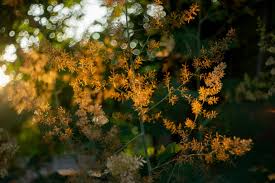 Image result for Macleaya