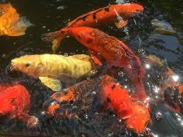 We did not find results for: 8 Cara Membuat Umpan Ikan Mas Agar Dapat Banyak Arenahewan Com