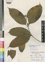 Image result for Hunteria umbellata