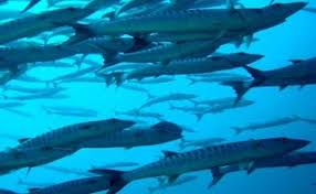 Tekhnik Dan Umpan Jitu Mancing Ikan Alu Alu Barakuda Dengan Gambar Ikan