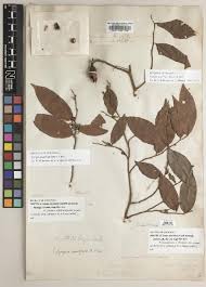 Image result for Uvariastrum germainii