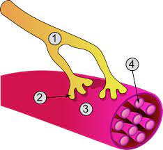 Contains long protein filaments that can slide past each other to shorten the. Muscle Cell Wikipedia
