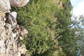 Image result for Acacia tenuispina