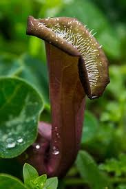 Image result for Aristolochia zenkeri