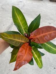 Image result for Filodendron Philodendron