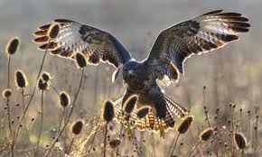 Pin On Country Diary