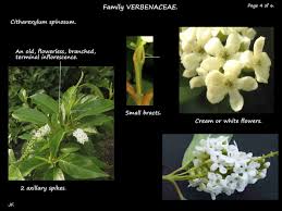 Image result for Citharexylum