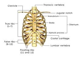 Symptoms include tenderness and pain when touching the chest area. How Many Ribs Do Humans Have Body Bones Body Anatomy Human Ribs