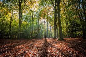 It is also a nature conservation review site, grade 1, and an area of 263.4 hectares (651 acres) is a national nature reserve the site contains a long barrow dating to the neolithic period, which is a scheduled monument National Trust Leigh Woods Photos Facebook