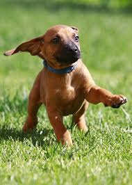 Qual è la regione d'italia che preferisci? Home Rhodesian Italia Allevamento Professionale Rhodesian Ridgeback Enci