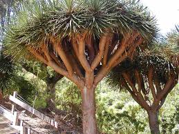 Image result for Dracaena camerooniana