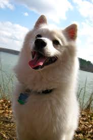 Miniature Black American Eskimo Dog Taking Care Week 2 American Eskimo Dog American Eskimo Pampered Puppies