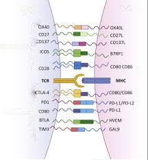 cd antigens as ligands