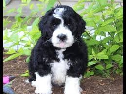Located in western north carolina. Mini Sheepadoodle Puppies For Sale Youtube