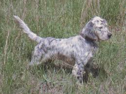 Black And White English Setter What Is A Llewellin Setter Bird Hunting English Setter Dogs Upland Bird Hunting