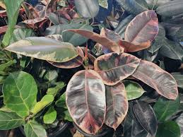 Image result for Ficus