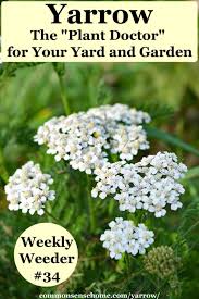 Yarrow The Plant Doctor For Your Yard And Garden In 2020 Yarrow Plant Yarrow Plants