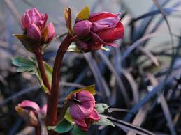 There are floral notes and also something generically tropical in the mix: Fujifilm Gfx 100s Review Digital Photography Review