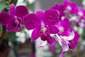 Orchid Flower Orchid Flower In Singapore By Mark Yang Orchid Flower Orchids Flowers
