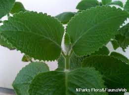 Image result for Coleus amboinicus