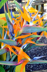 Produits De La Reunion Colis Letchis Reunion Fleurs Exotiques Fleurs La Reunion