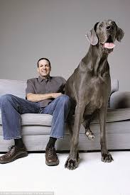 After a dog owner shared this picture, another person joked one of the gang: Giant George The 7 Foot Tall Great Dane Photos And New Book Motley News Photos And Fun