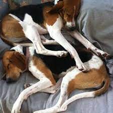 Presented by sotheby's international realty. 29 Walker Coonhound Ideas Walker Coonhound Coonhound Treeing Walker Coonhound