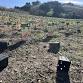 Friday Planting: Volunteer Cheeseboro Canyon... event in Agoura Hills, CA