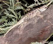 Image result for Disperis mozambicensis