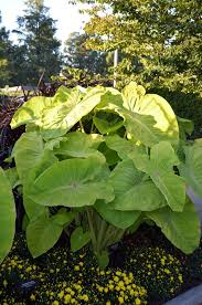 Since the deer moved into many of our landscapes it can be colocasia esculenta 'black coral' this elephant ear has become one of our favorite tropical. Colocasia Esculenta Elena Elephant S Ear Kings Garden Center