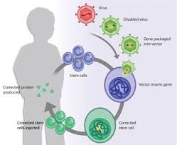 Image Result For Gene Therapy Process Flow Chart Process