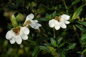 Image result for Sclerochiton