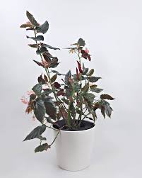 Image result for Begonia