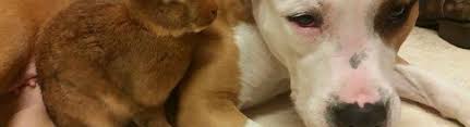 Waterloo edc is focused on finding the right solutions for your business. Cedar Valley Pit Bull Rescue Waterloo Ia Alignable