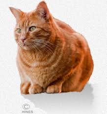 After three days of not eating, the body begins to bombard the liver with fat, as the protein. My Cat Won T Eat Hepatic Lipidosis