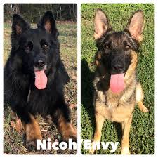 Maybe you would like to learn more about one of these? German Shepherd Puppies For Sale In Missouri Century Farms German Shepherds Of Missouri