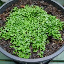 2 to 3 weeks transplant to finish: Fairy Garden True Corsican Mint Herb Mentha Requienii 50 Seeds