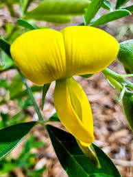 Image result for Crotalaria capensis
